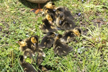 Hollanda'da piliçle ördek