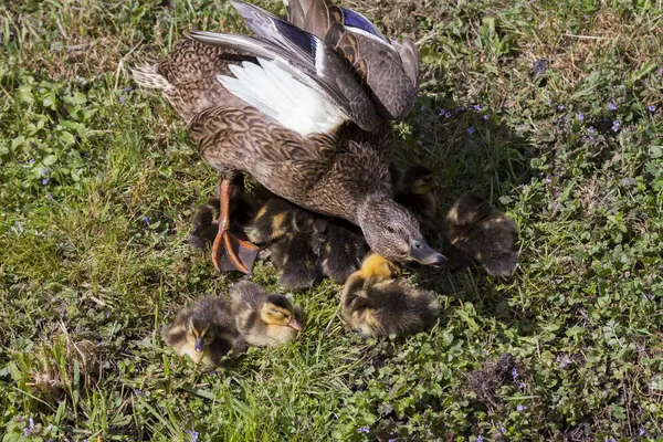 Duck with chicks in Holland — Stock Photo, Image