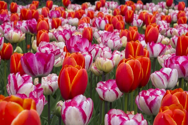Tulpen in Holland — Stockfoto