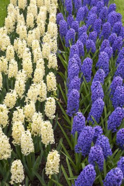 Bahar renkli sümbül