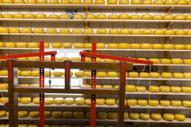 Hollanda peynir formları