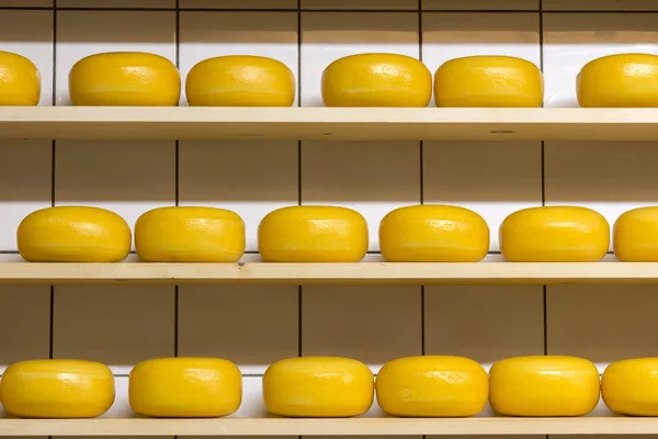 Forms of Dutch cheese — Stock Photo, Image