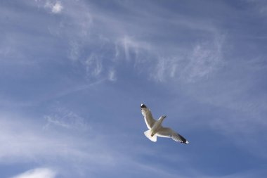 Norveç'te uçan martı