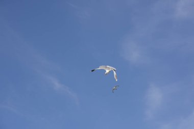 Norveç'te uçan martı