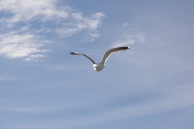 Norveç'te uçan martı