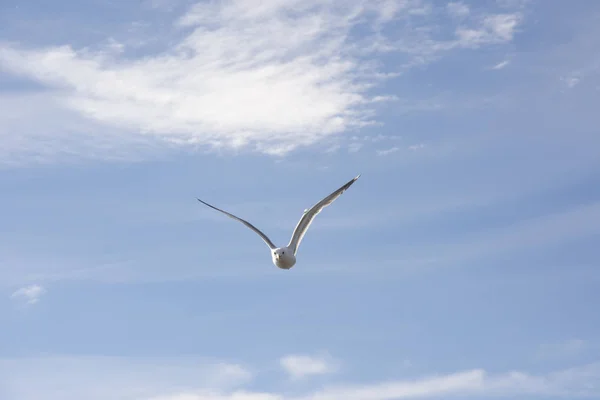 Gaivota voadora na Noruega — Fotografia de Stock