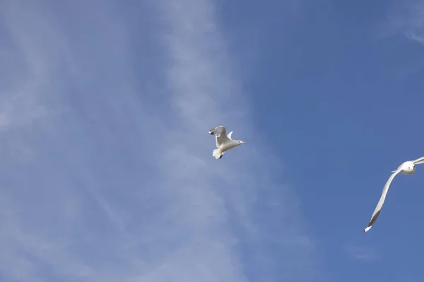 Gaviota voladora en Noruega — Foto de Stock