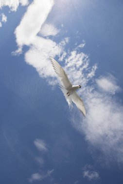 Norveç'te uçan martı