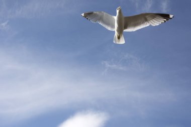 Norveç'te uçan martı