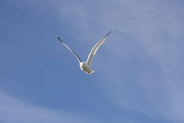 Летающая чайка в Норвегии — стоковое фото