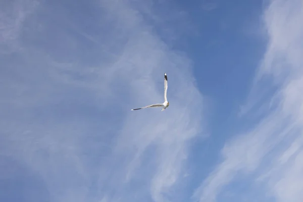 Gaivota voadora na Noruega — Fotografia de Stock