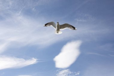 Norveç'te uçan martı