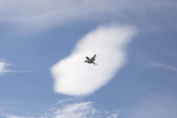 Flying gull in Norway — Stock Photo, Image