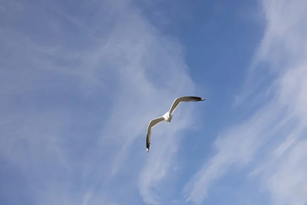 Flying gull in Norway — Stock Photo, Image