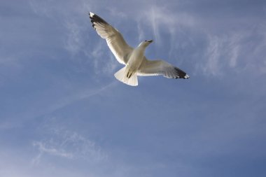 Norveç'te uçan martı