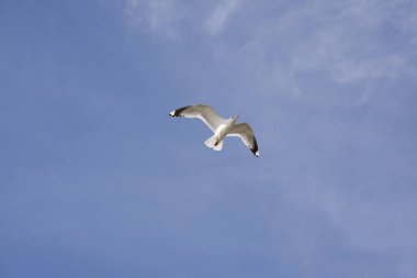 Norveç'te uçan martı