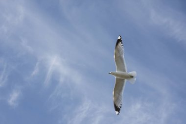 Norveç'te uçan martı