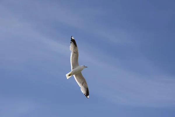 Летающая чайка в Норвегии — стоковое фото