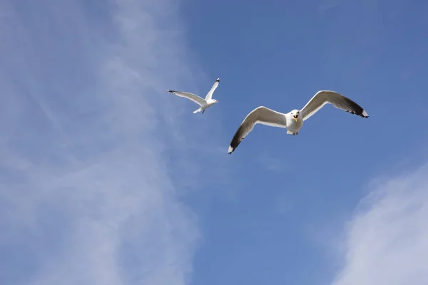 Flyvende måge i Norge - Stock-foto