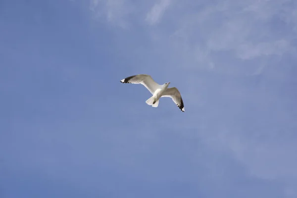 Gaivota voadora na Noruega — Fotografia de Stock