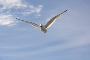 Norveç'te uçan martı