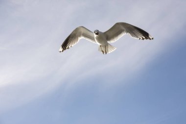 Norveç'te uçan martı