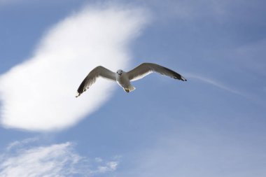 Norveç'te uçan martı