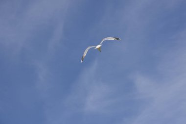 Norveç'te uçan martı