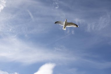 Norveç'te uçan martı