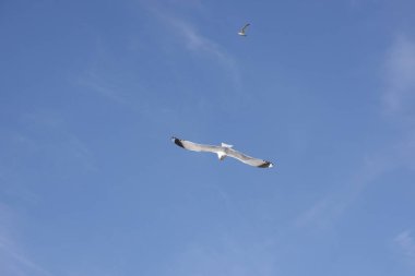 Norveç'te uçan martı