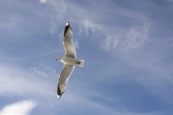 Gaivota voadora na Noruega — Fotografia de Stock