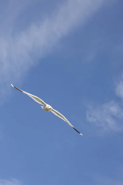 Flying gull in Norway — Stock Photo, Image