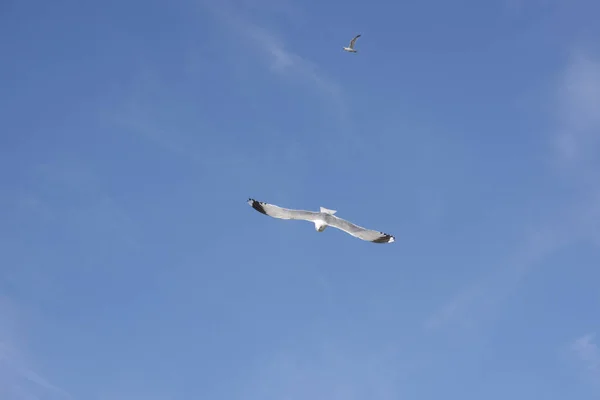 Flying gull in Norway — Stock Photo, Image