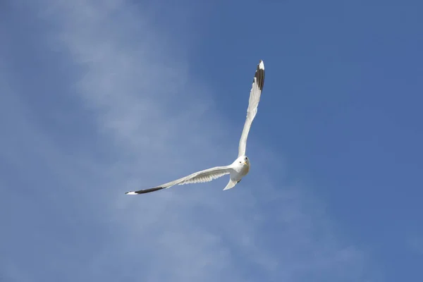 Mouette volante en Norvège — Photo