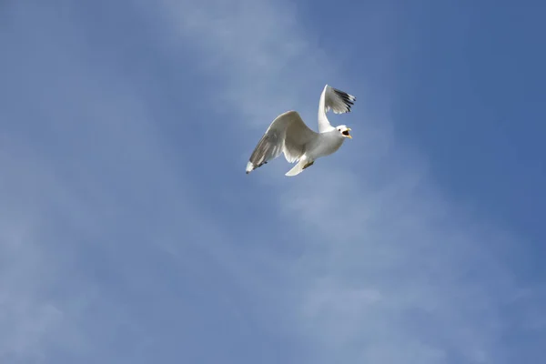 Gaivota voadora na Noruega — Fotografia de Stock