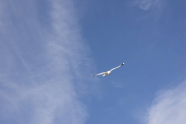 Norveç'te uçan martı