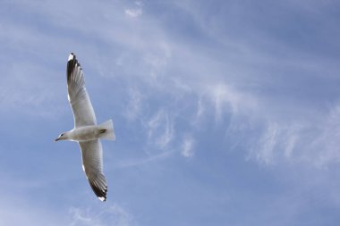 Norveç'te uçan martı