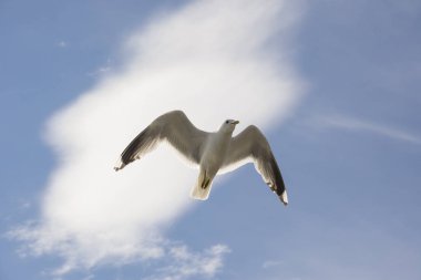 Norveç'te uçan martı