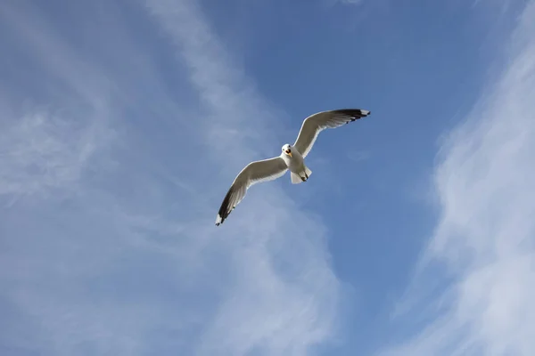 Flying gull in Norway — Stock Photo, Image