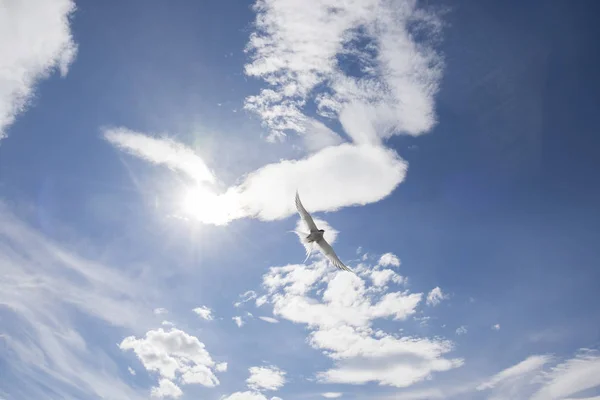 Flying gull in Norway — Stock Photo, Image