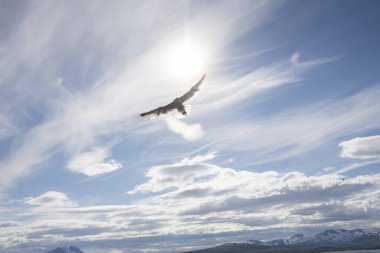 Norveç'te uçan martı