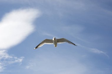 Norveç'te uçan martı