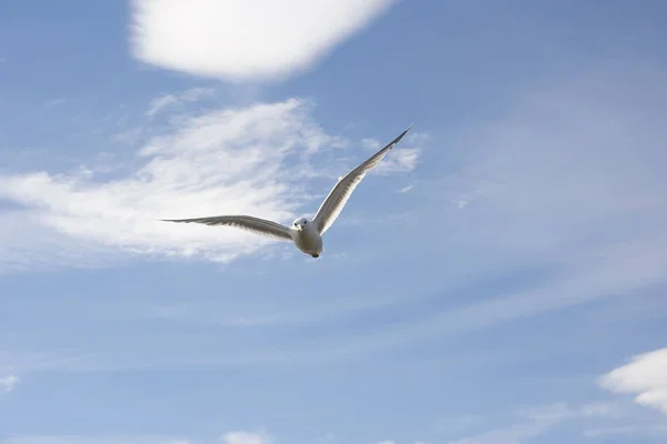 Flying gull in Norway — Stock Photo, Image