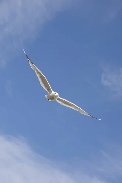 Mouette volante en Norvège — Photo