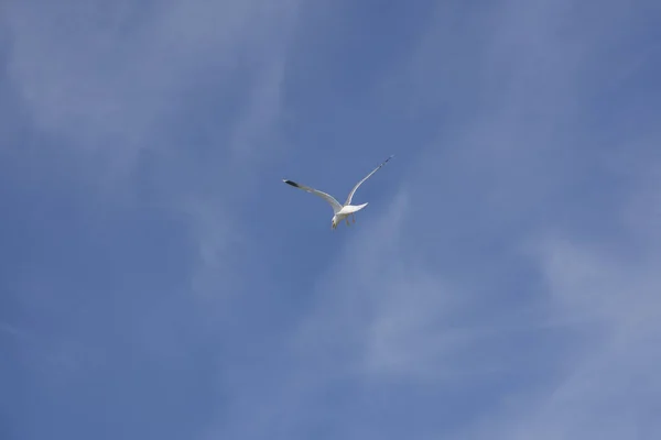 Flying gull in Norway — Stock Photo, Image