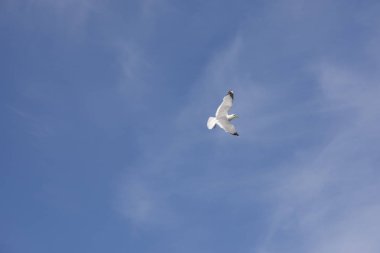 Norveç'te uçan martı