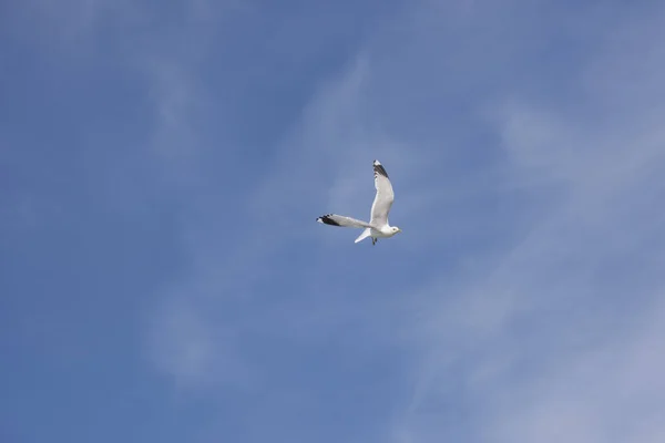 Flying gull in Norway — Stock Photo, Image