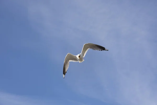 Gaviota voladora en Noruega — Foto de Stock