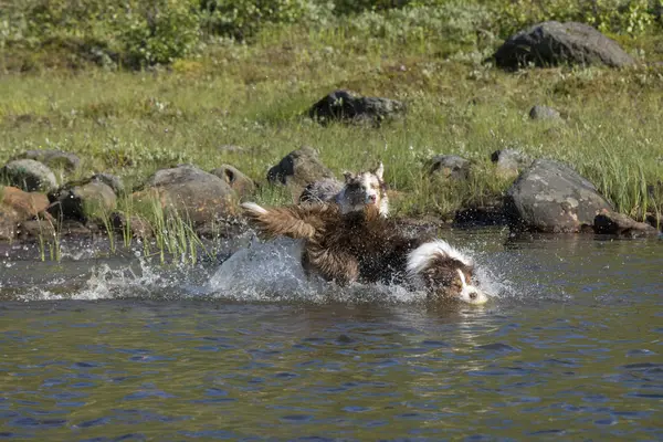 İki Avustralyalı çoban köpekleri çalıştırmak — Stok fotoğraf