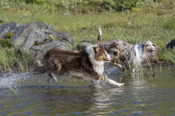 İki Avustralyalı çoban köpekleri çalıştırmak — Stok fotoğraf